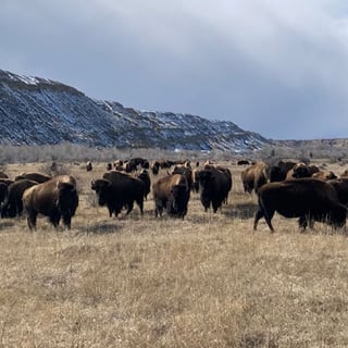 buffalo-1